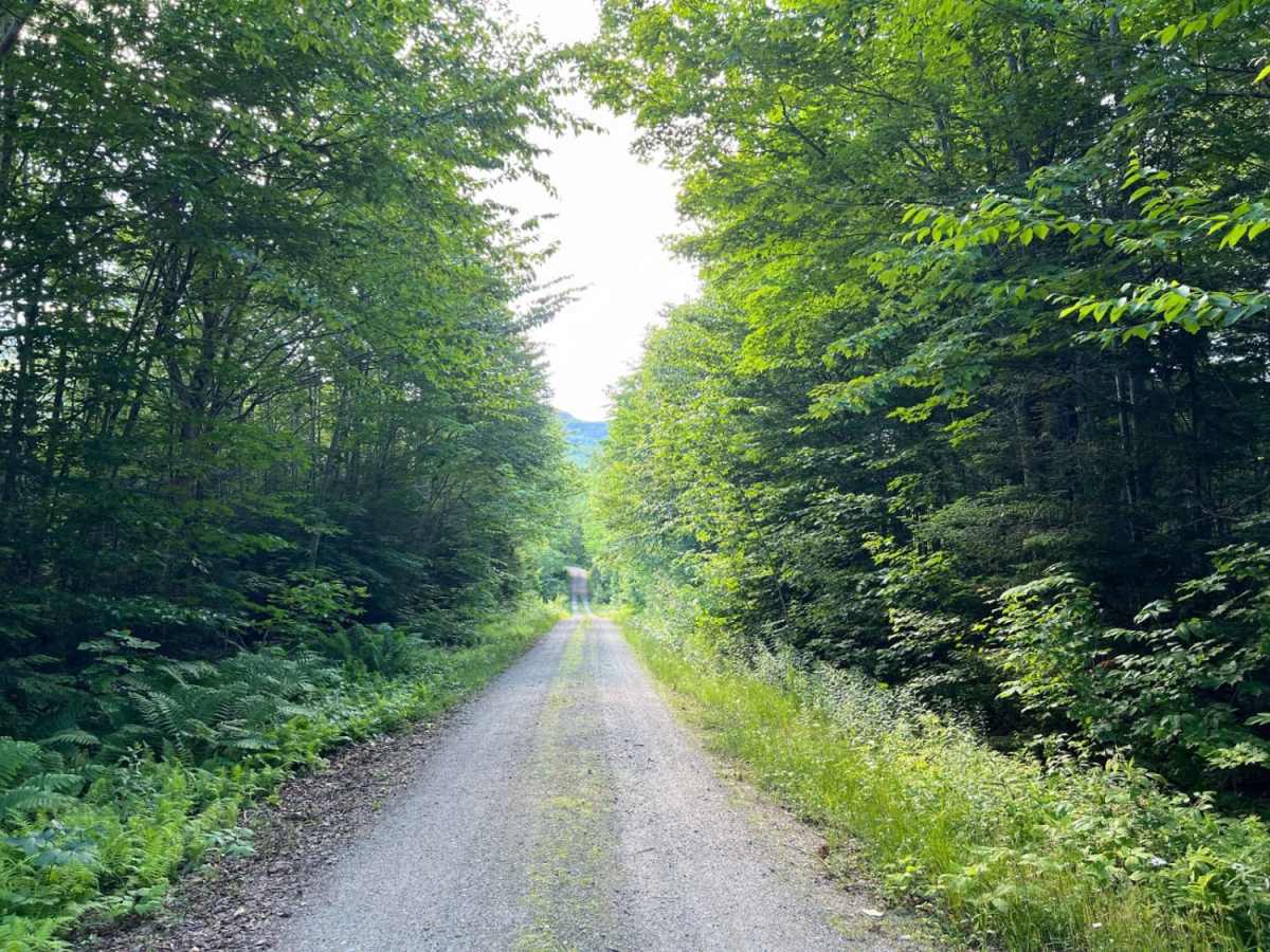 Mill Brook trail photo
