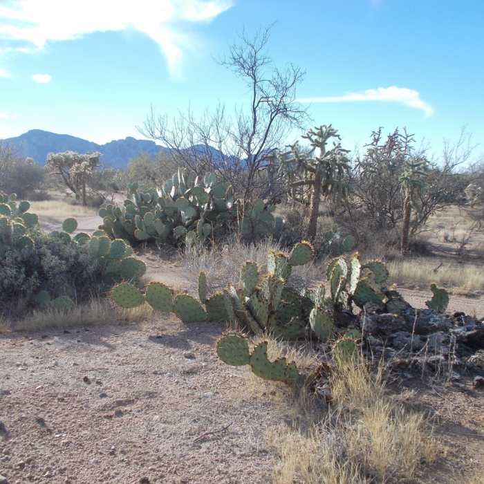 Near Honeybee Canyon Loop