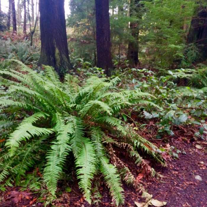 Near Piper's Creek Trail