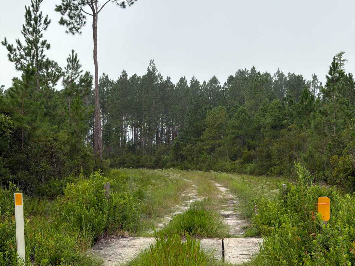 Camp Island - FS 224 trail photo