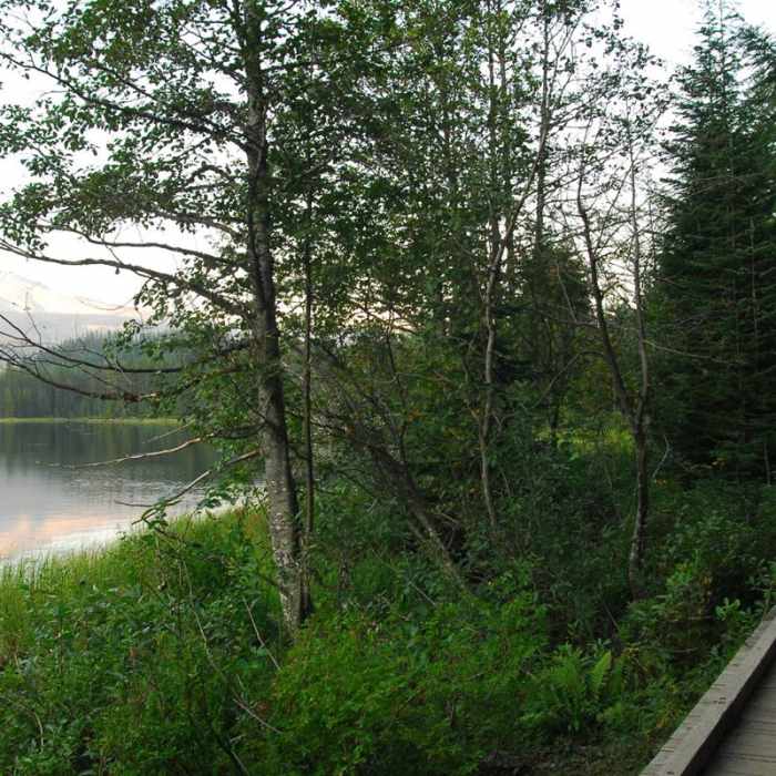Near Trillium Lake Loop Trail #761