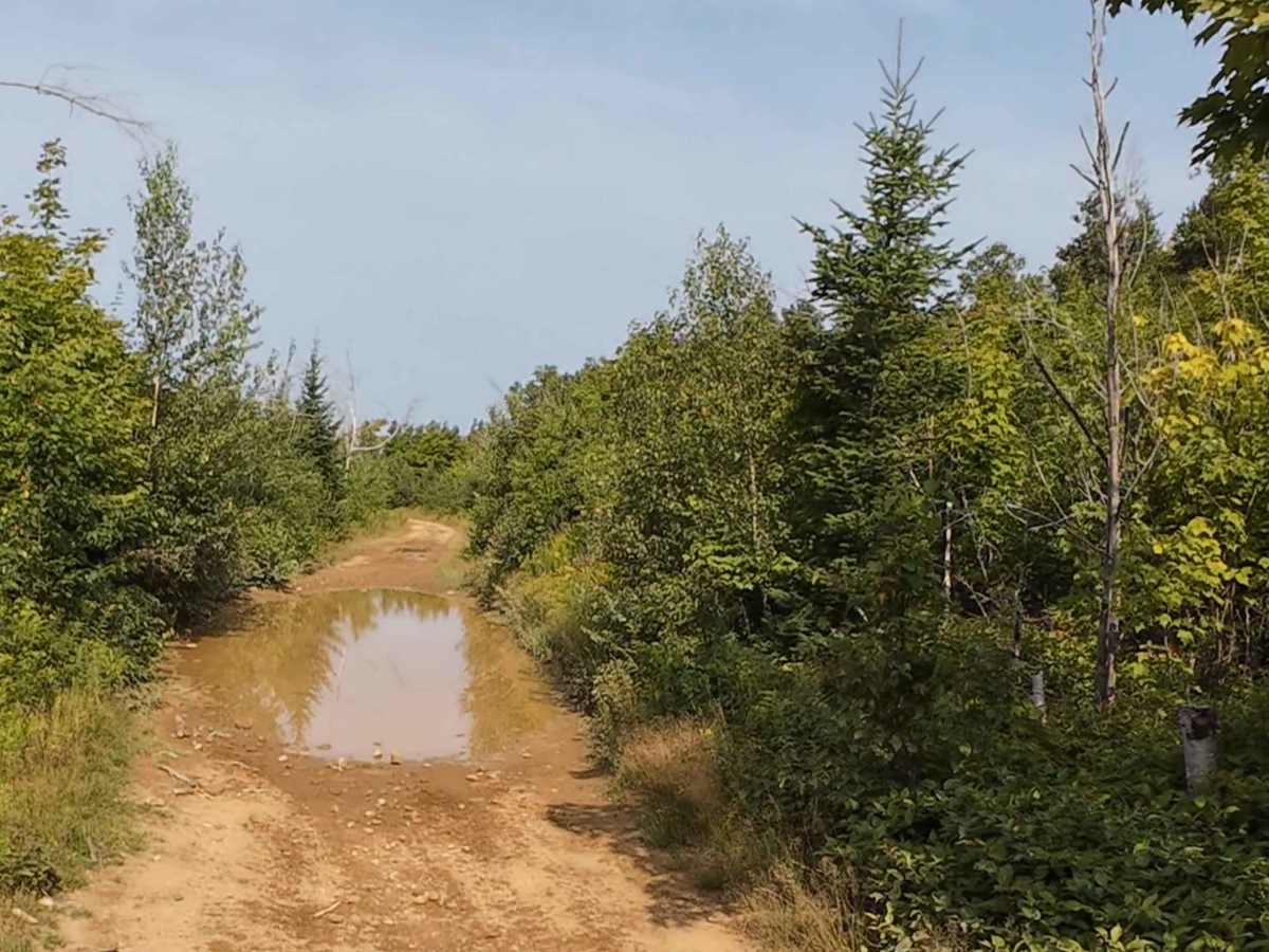 Hardscrabble Clear Cut photo 5
