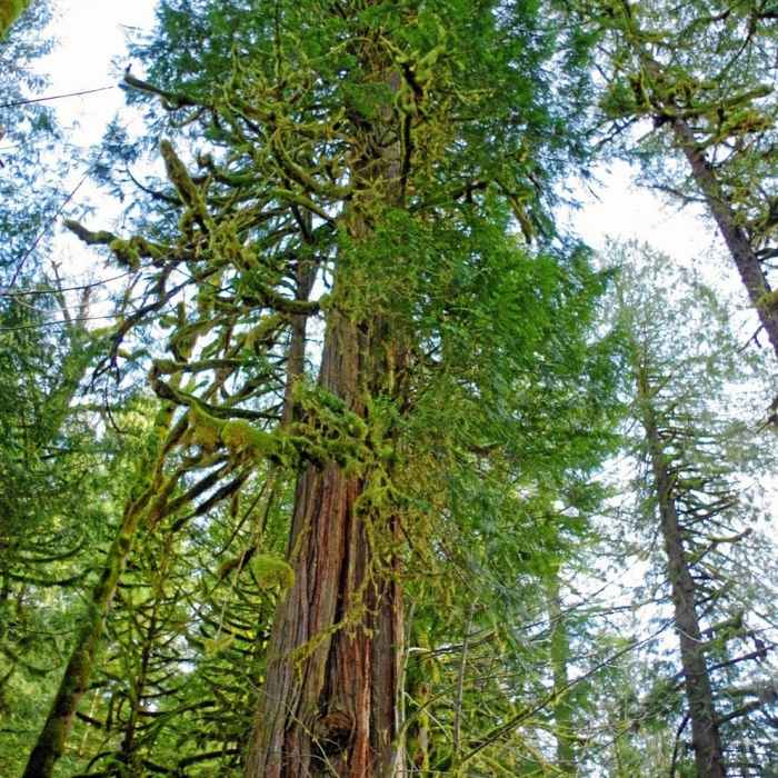 Large western red cedars along the Salmon River are hundreds of years old and often have fire scars. Photo by Gene Blick. Near Old Salmon River Trail #742A