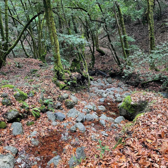 Near Los Trancos Loop