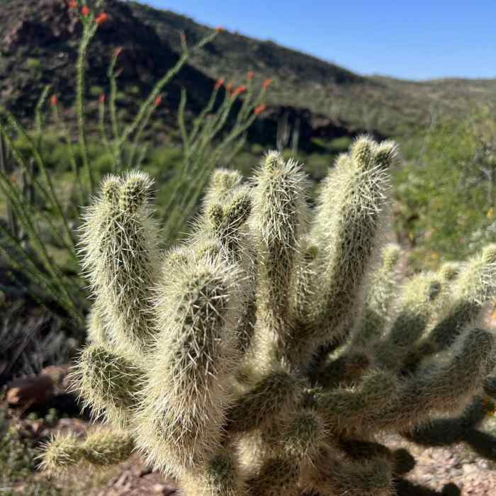 Near Arizona Trail Passage 18: Reavis Canyon