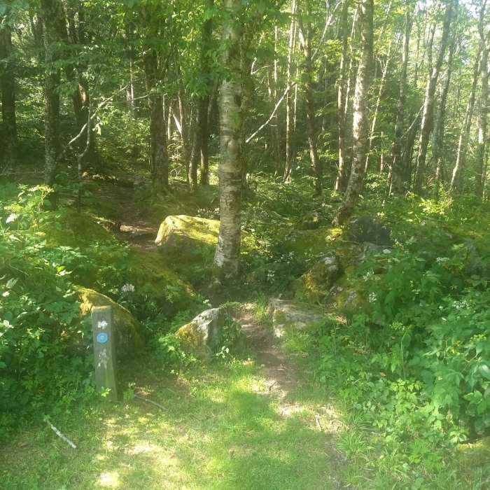 MST Connector to get to Bearpen Gap Falls Near Bearpen Gap Waterfall