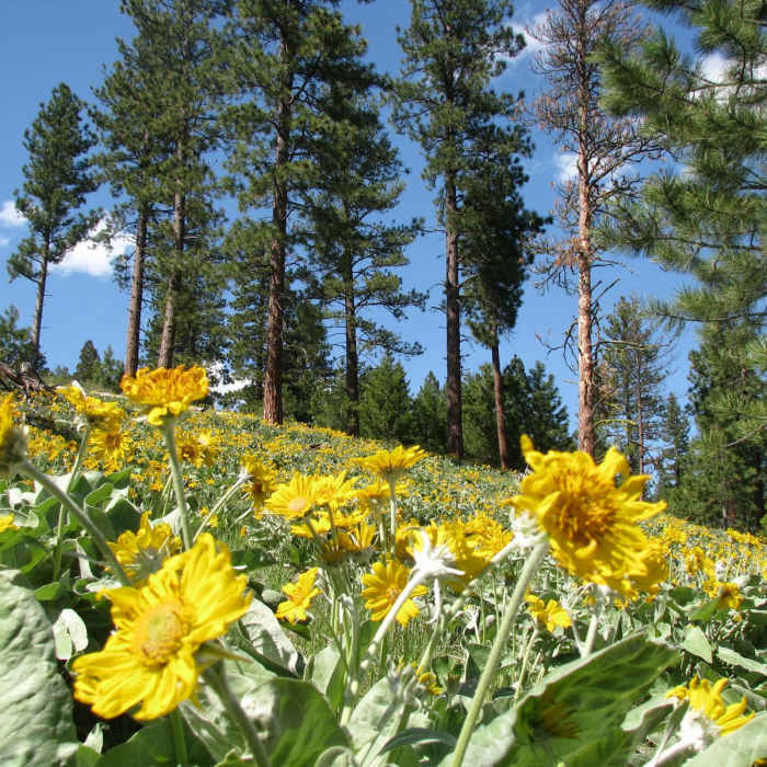 Near Sound of Music Trail to Woods Gulch Overlook
