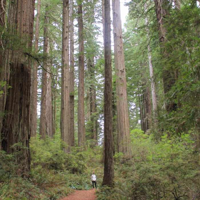 Near Damnation Creek Trail