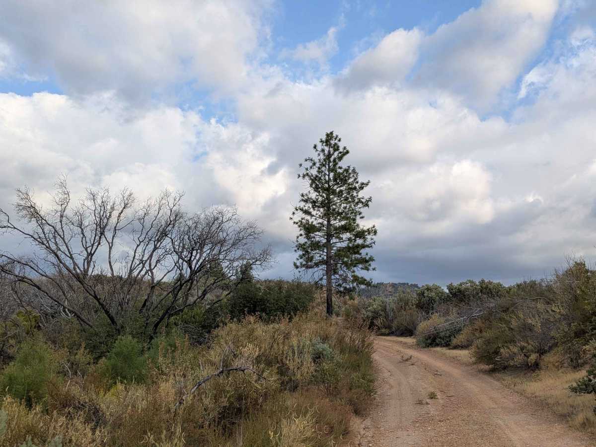 Ponderosa Way photo 3