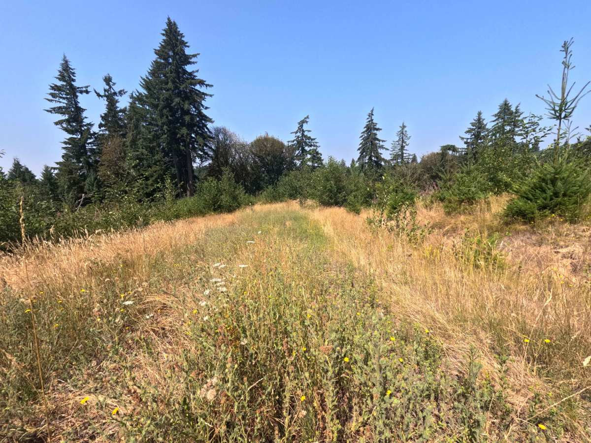 W-1200 trail photo