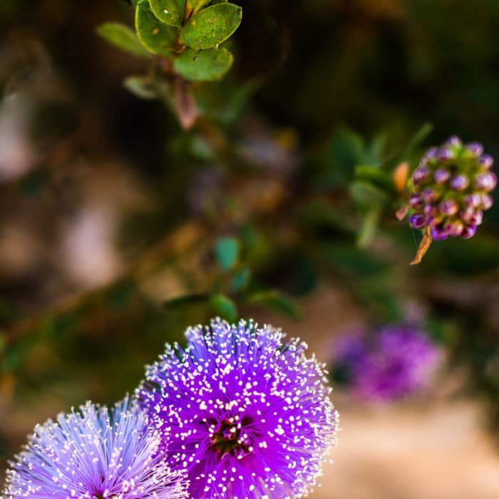 Near Monarch Butterfly Grove + Meadow Creek Trail