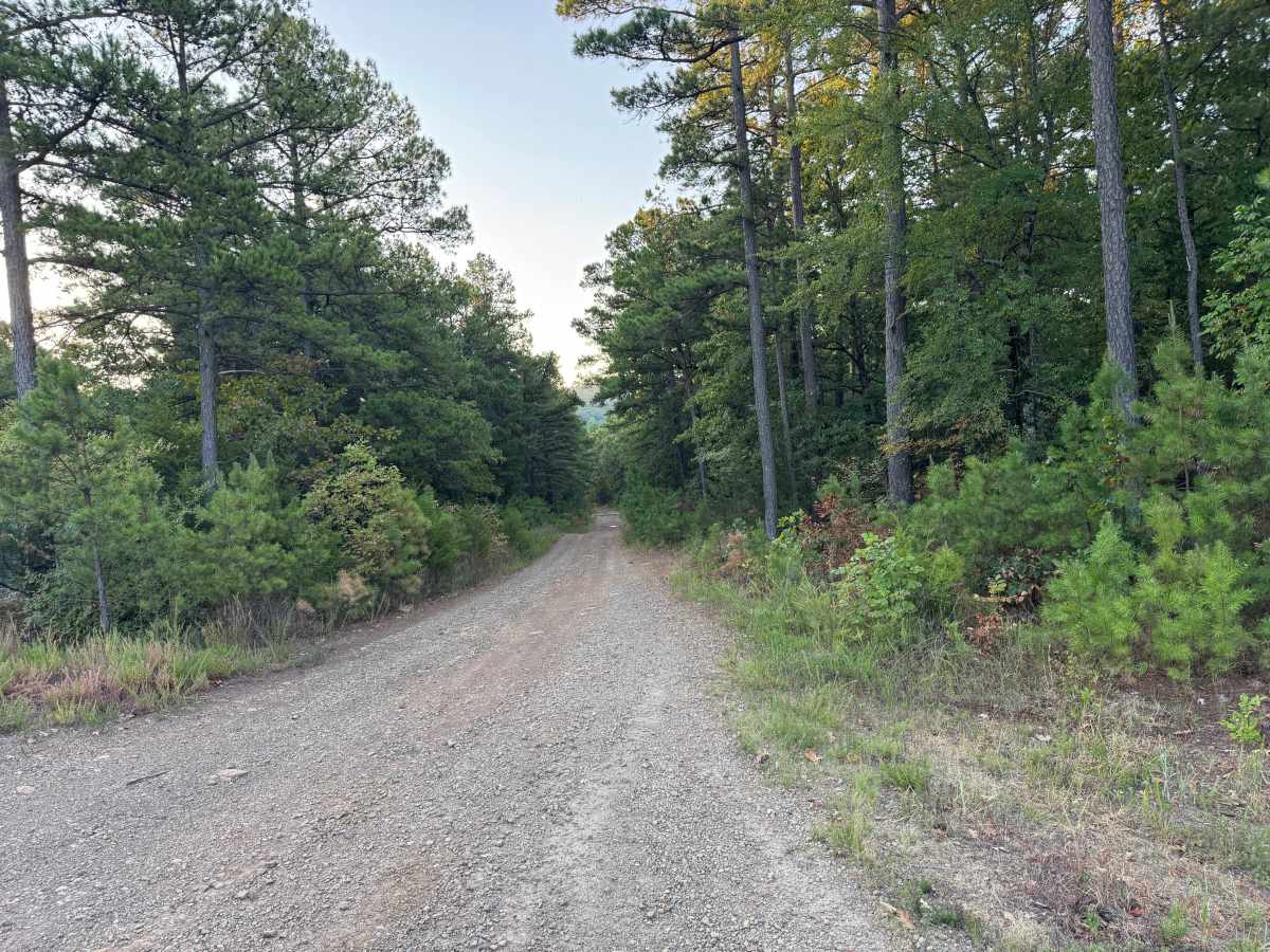 Forest Road trail photo