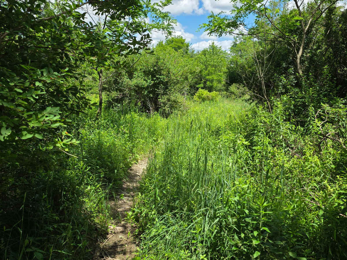 Single Track LL photo 4
