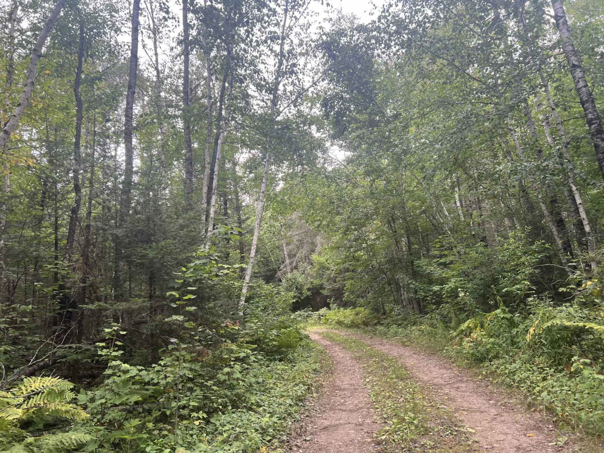 Big Ridge Road - FS 2388 trail photo