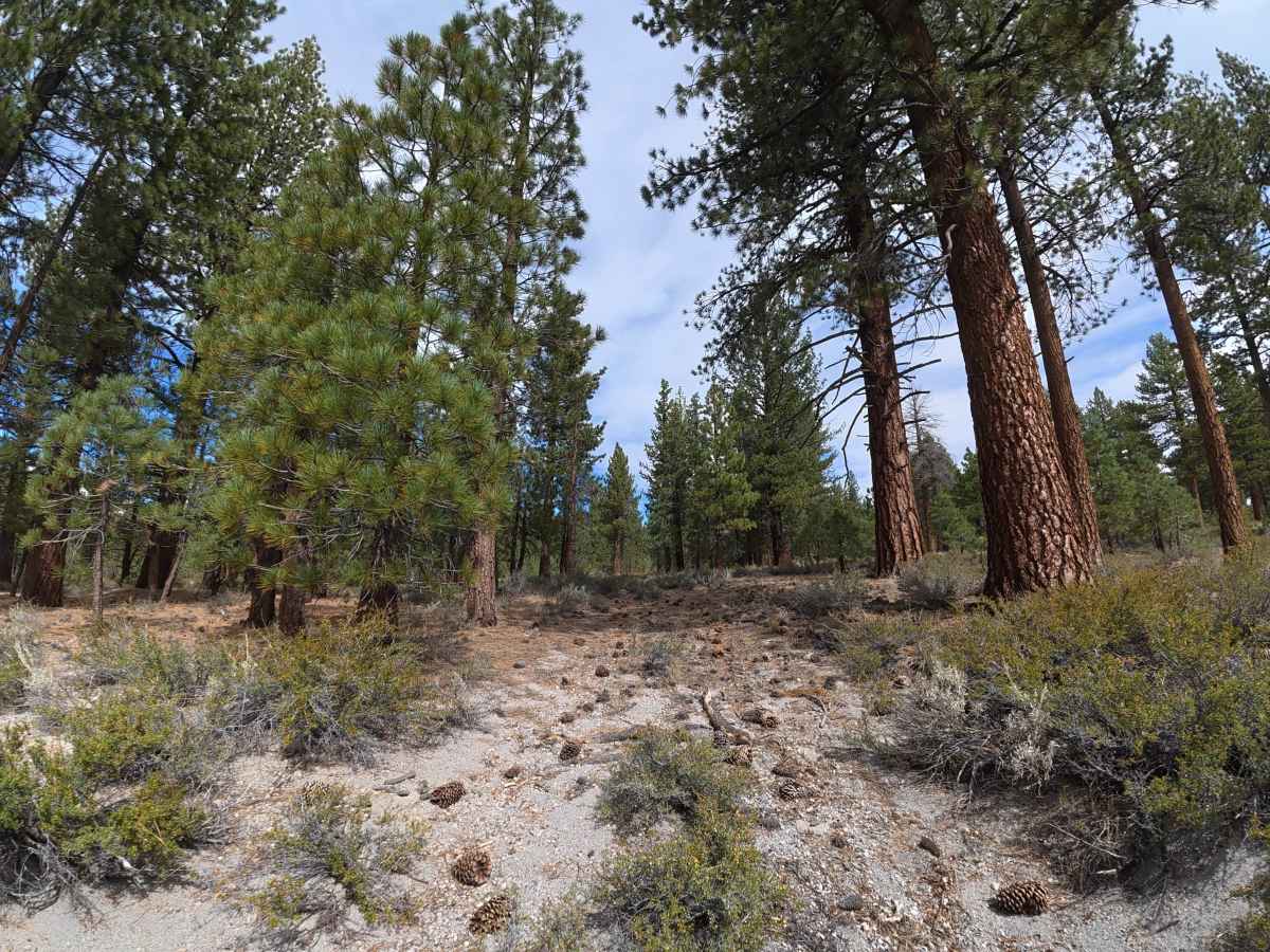 FS 1S89 trail photo