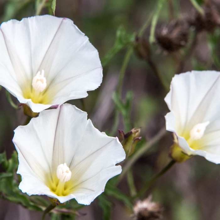 Near South Fortuna Mountain