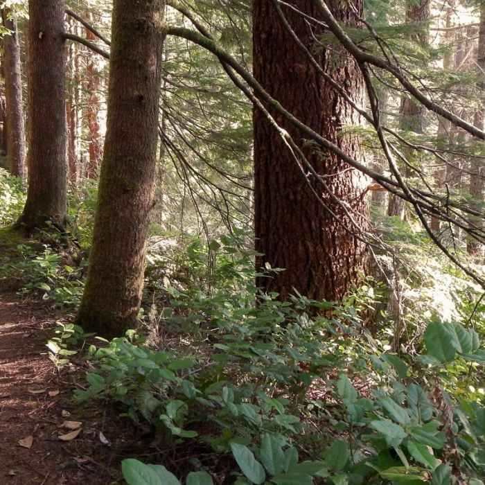 Near Cook's Ridge + Gwynn Creek Trail