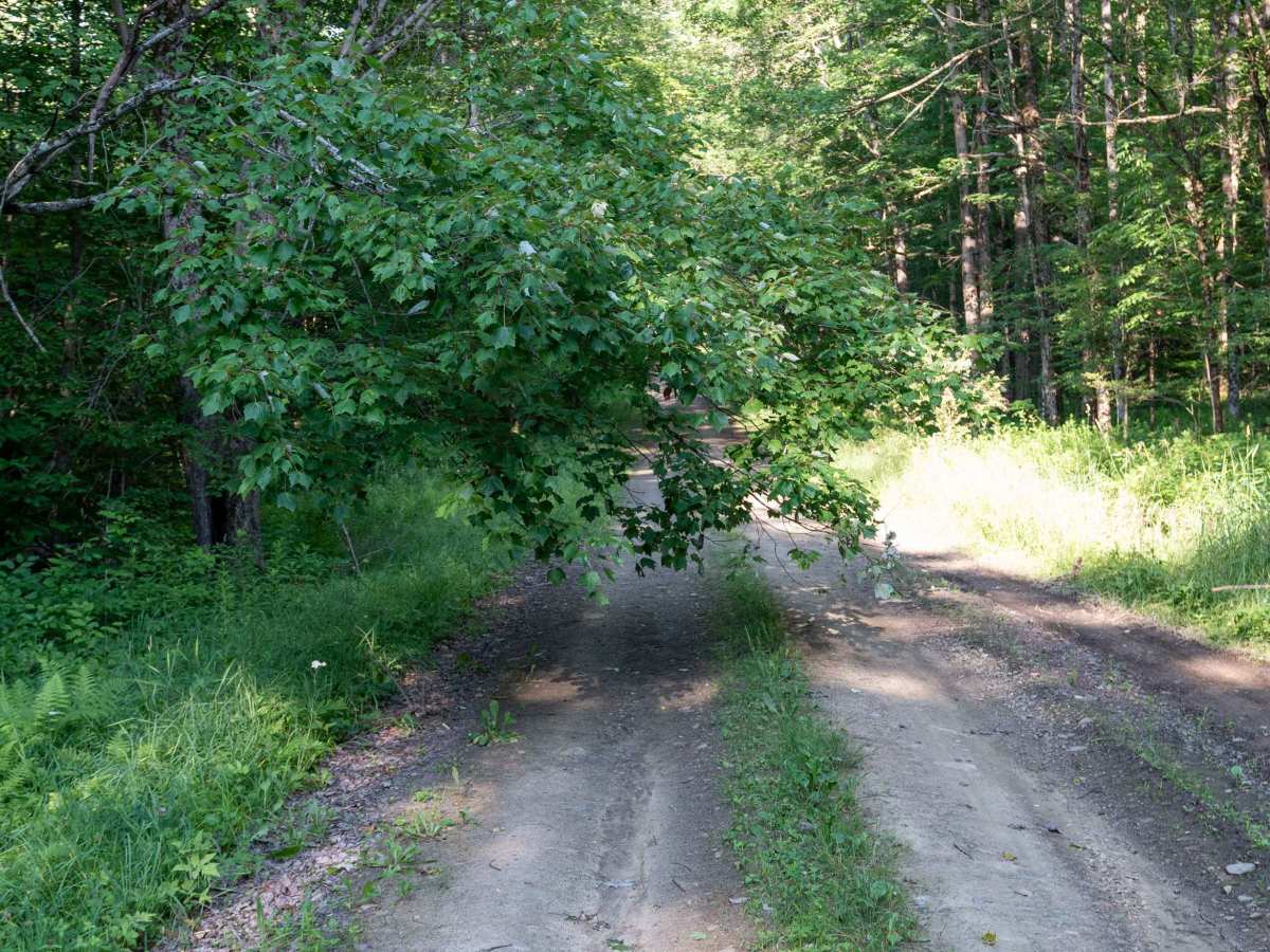 Gordon Forest Road photo 5