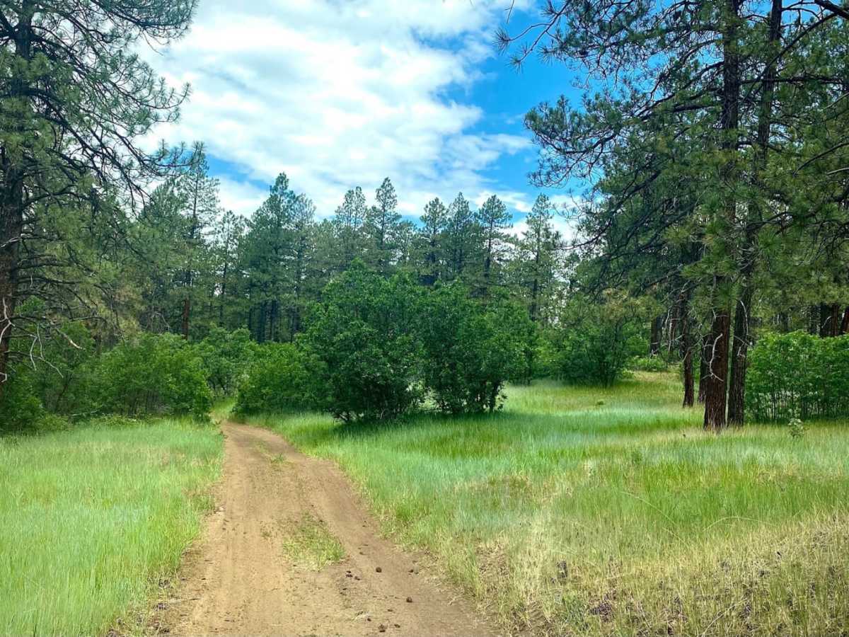 Eight Mile Mesa Rd-USFS Rd #651 photo 2