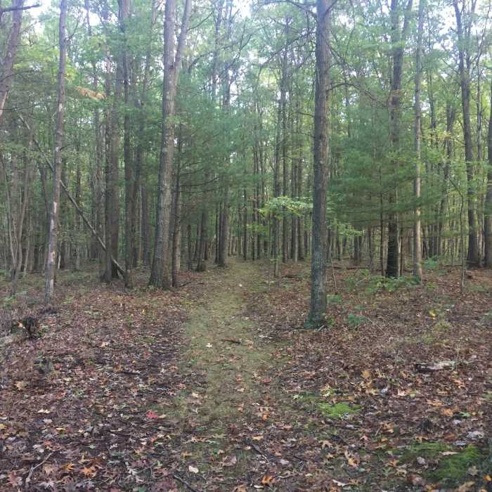 Near Everett MST Loop