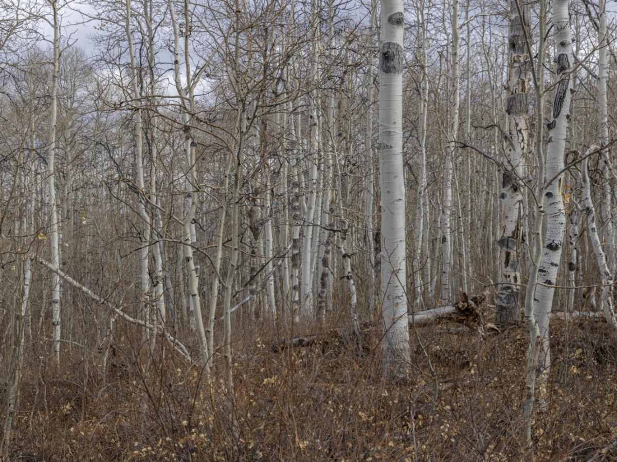 Brown's Hole Neoche Trail photo 6