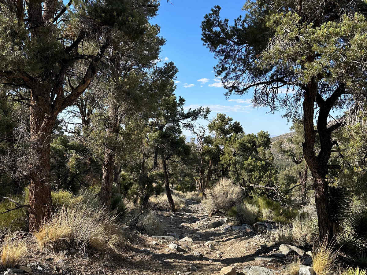 Pinyon & Vista Trail Loop - FS 2E20 photo 5