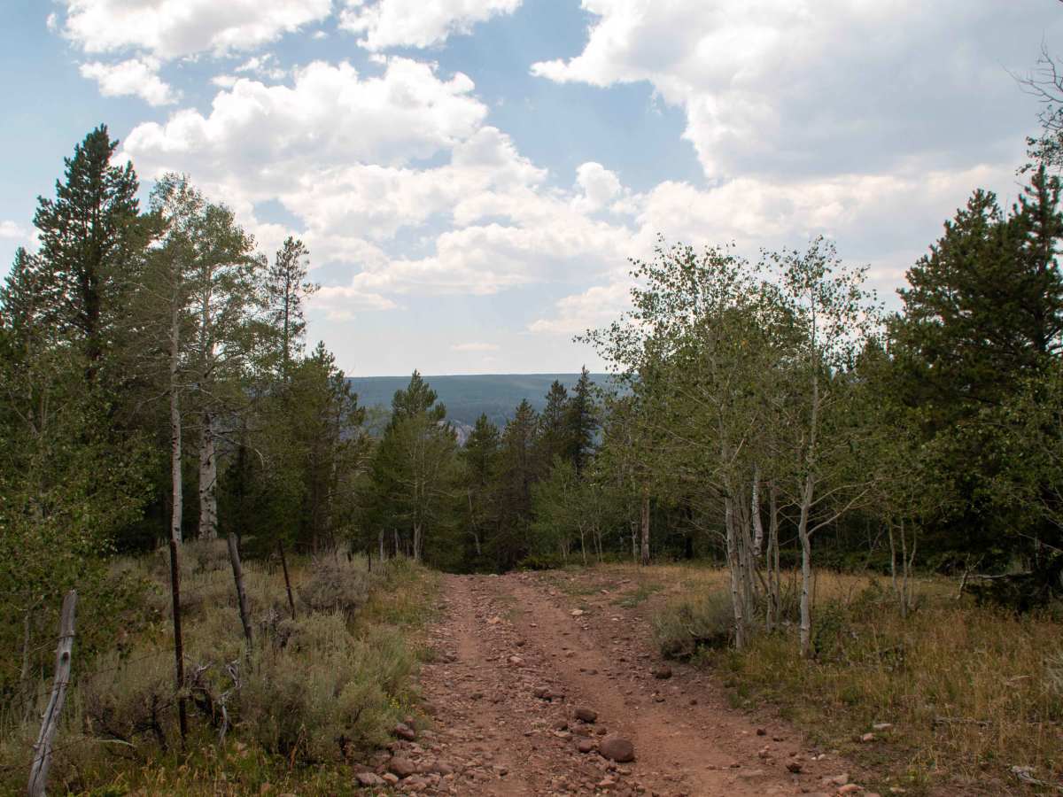 Fence Line - FS10568 photo 5