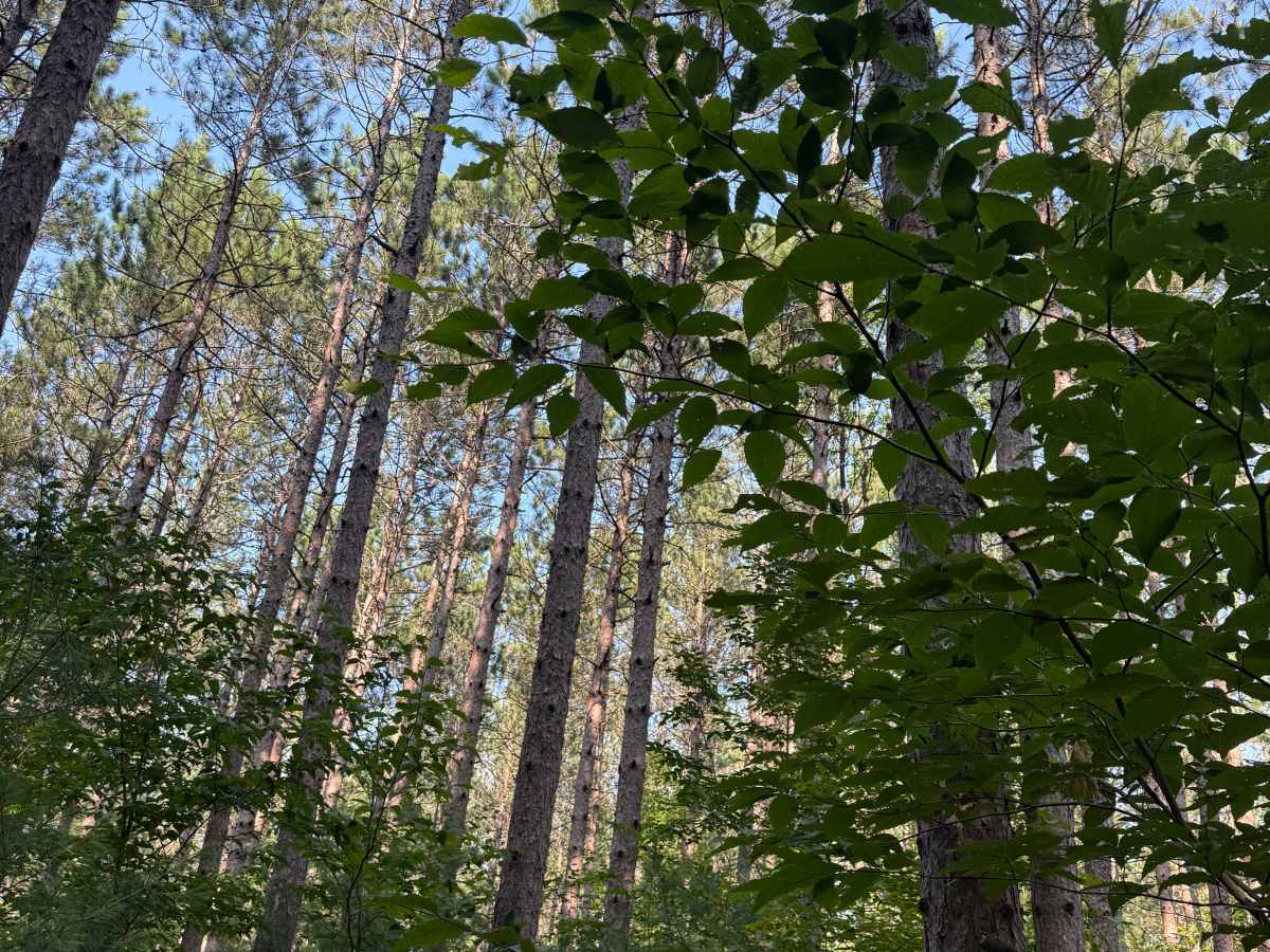 West Bear Creek Trail photo 3