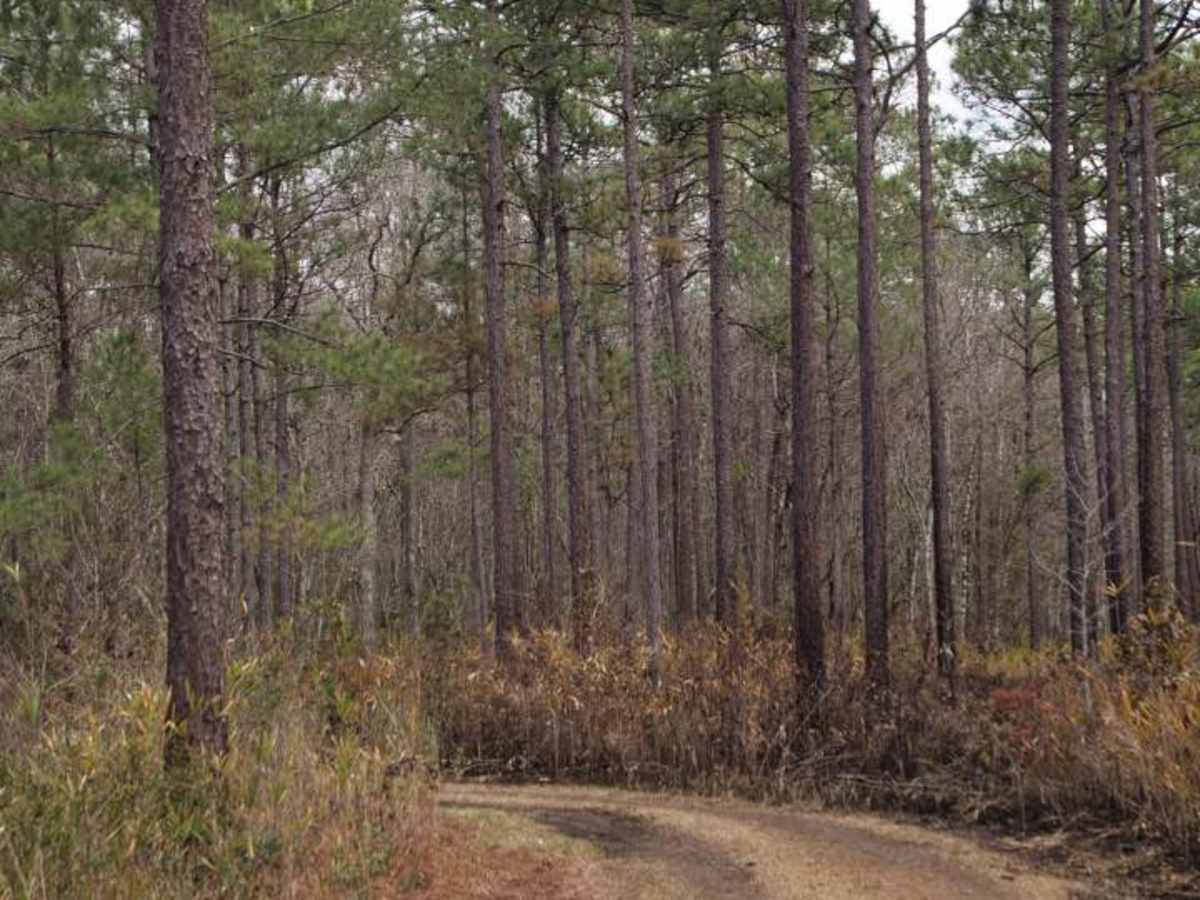 Santee Coastal WMA photo 4
