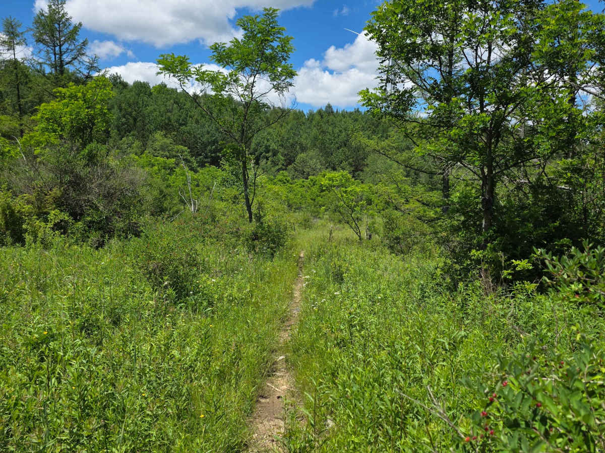 Single Track OO photo 2