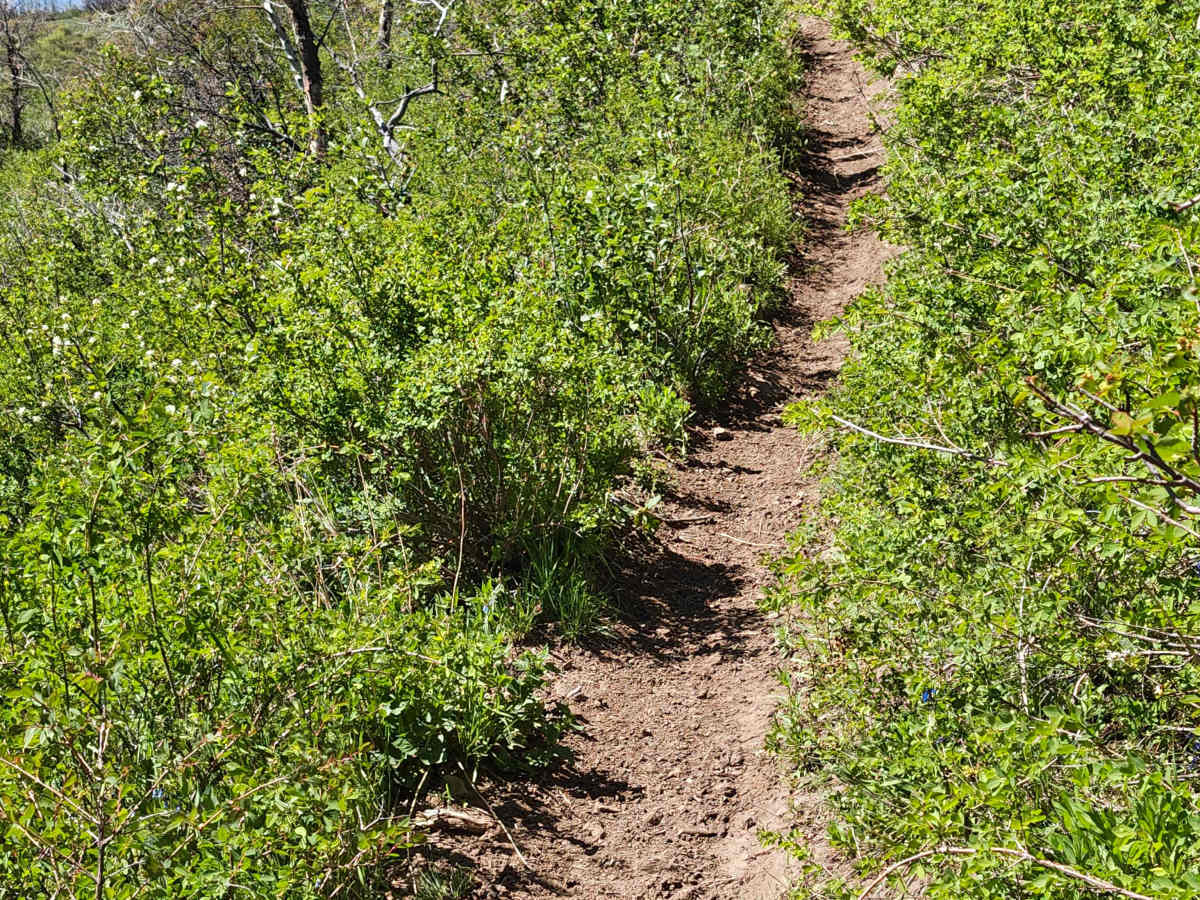 Center GWT 009 - Strawberry Reservoir - Single Track photo 5