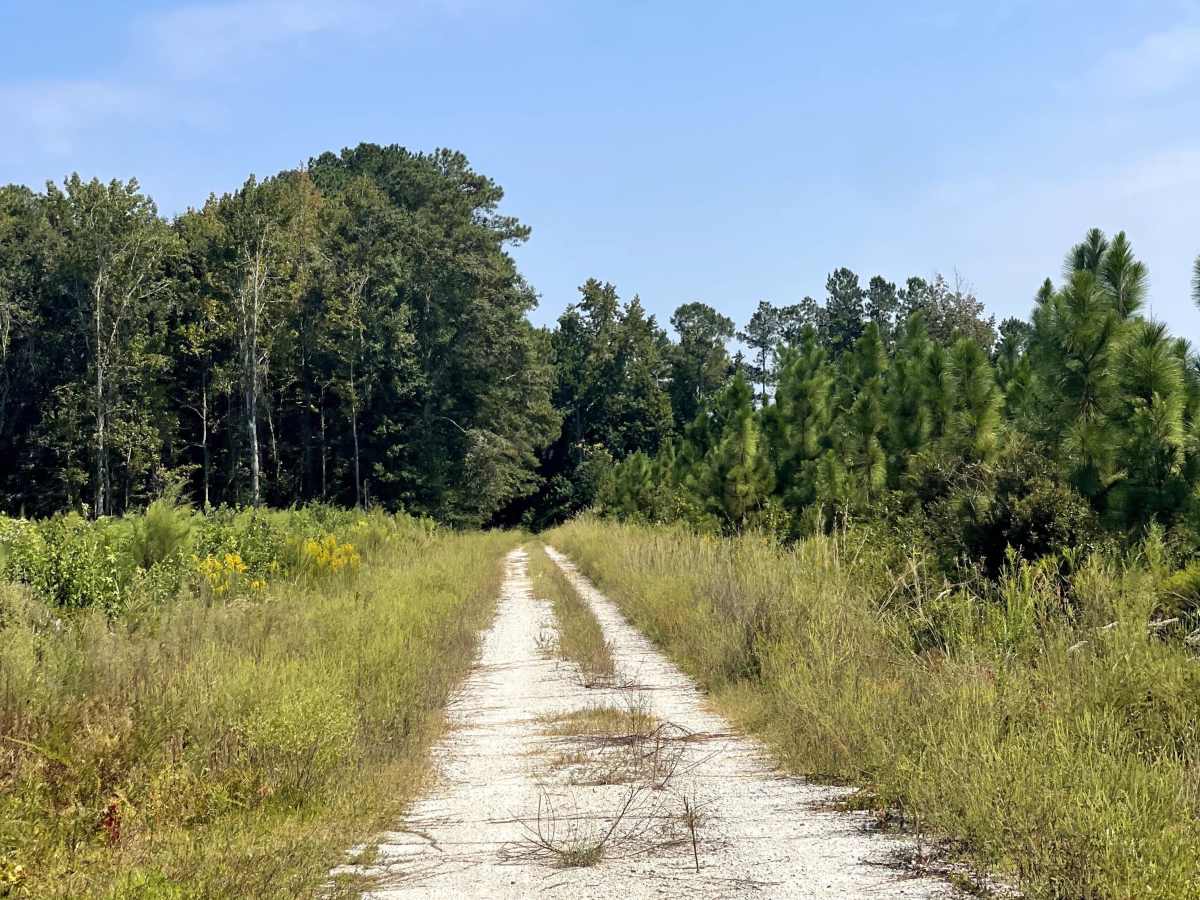 Mingo Road photo 2