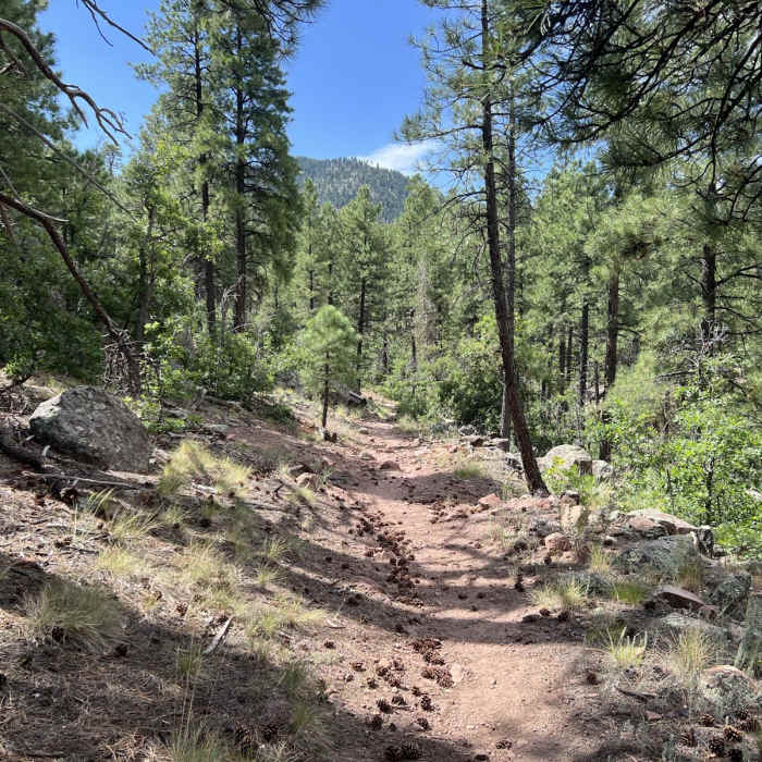 Near Bill Williams Mountain Trail