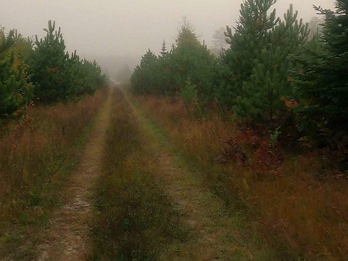 Paquinn Creek Road/ Sand Lake Road - FS 3374 (ORV Route A) photo 5