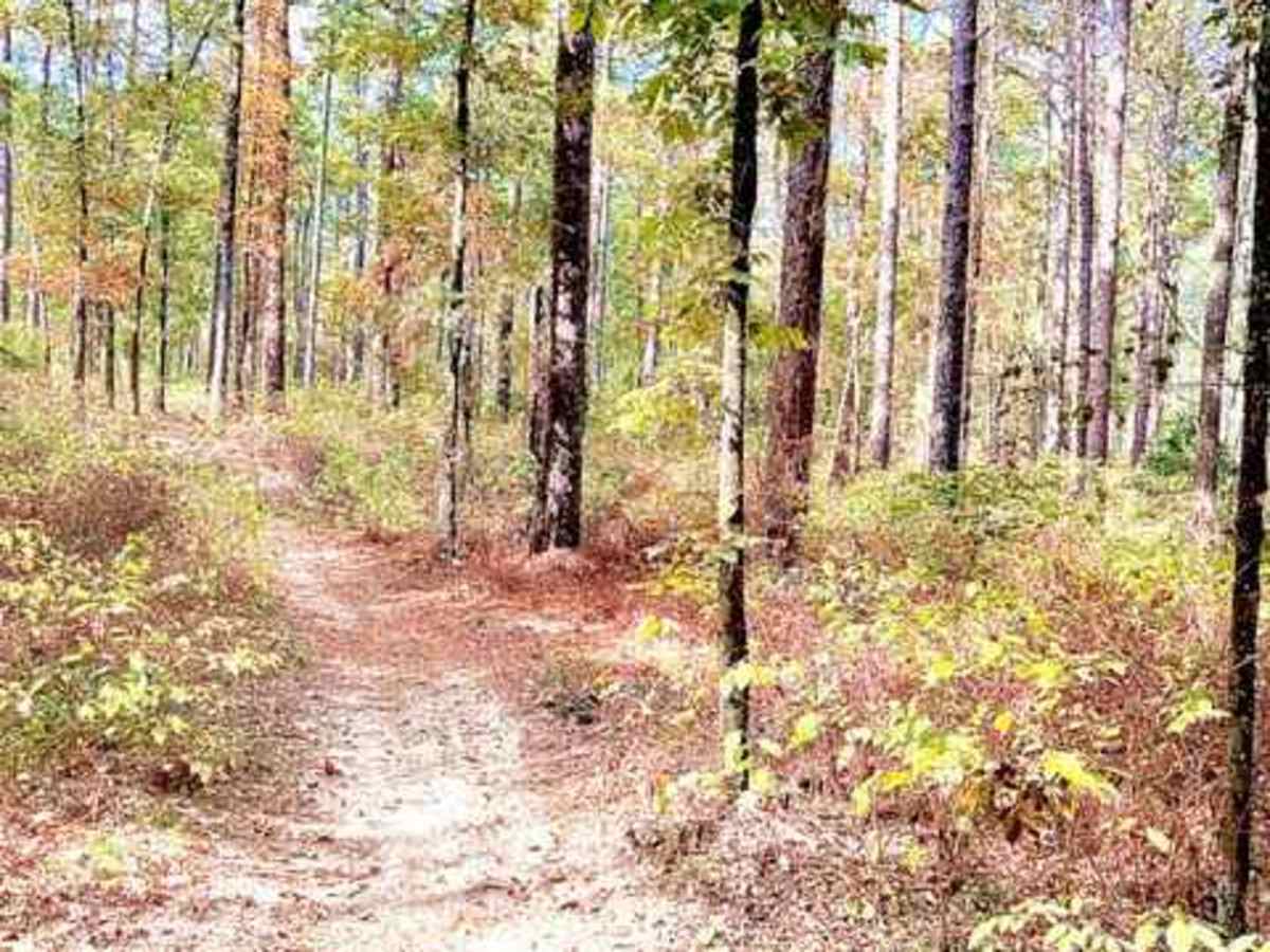 Hickman Trail trail photo