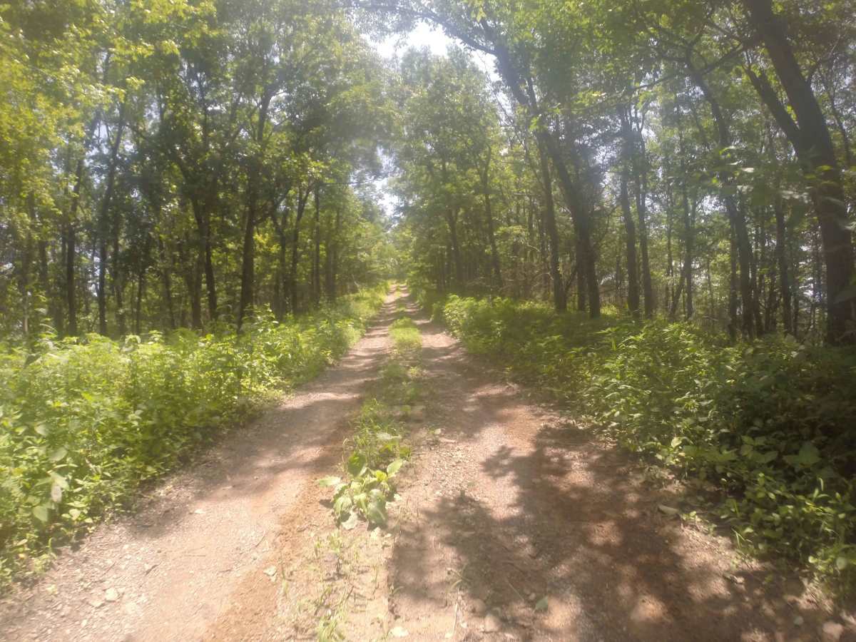 Chestnut Mountain - FS 212 trail photo