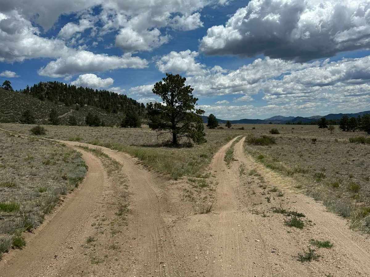 Forest Road 704 C photo 3