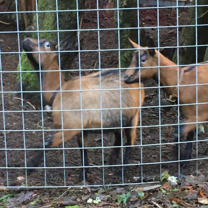 Near Cross Island Trail