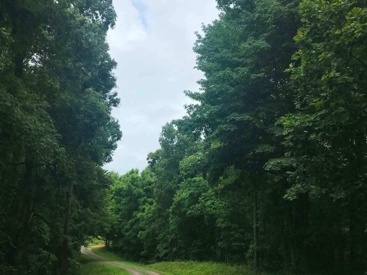 Cades Hollow trail photo