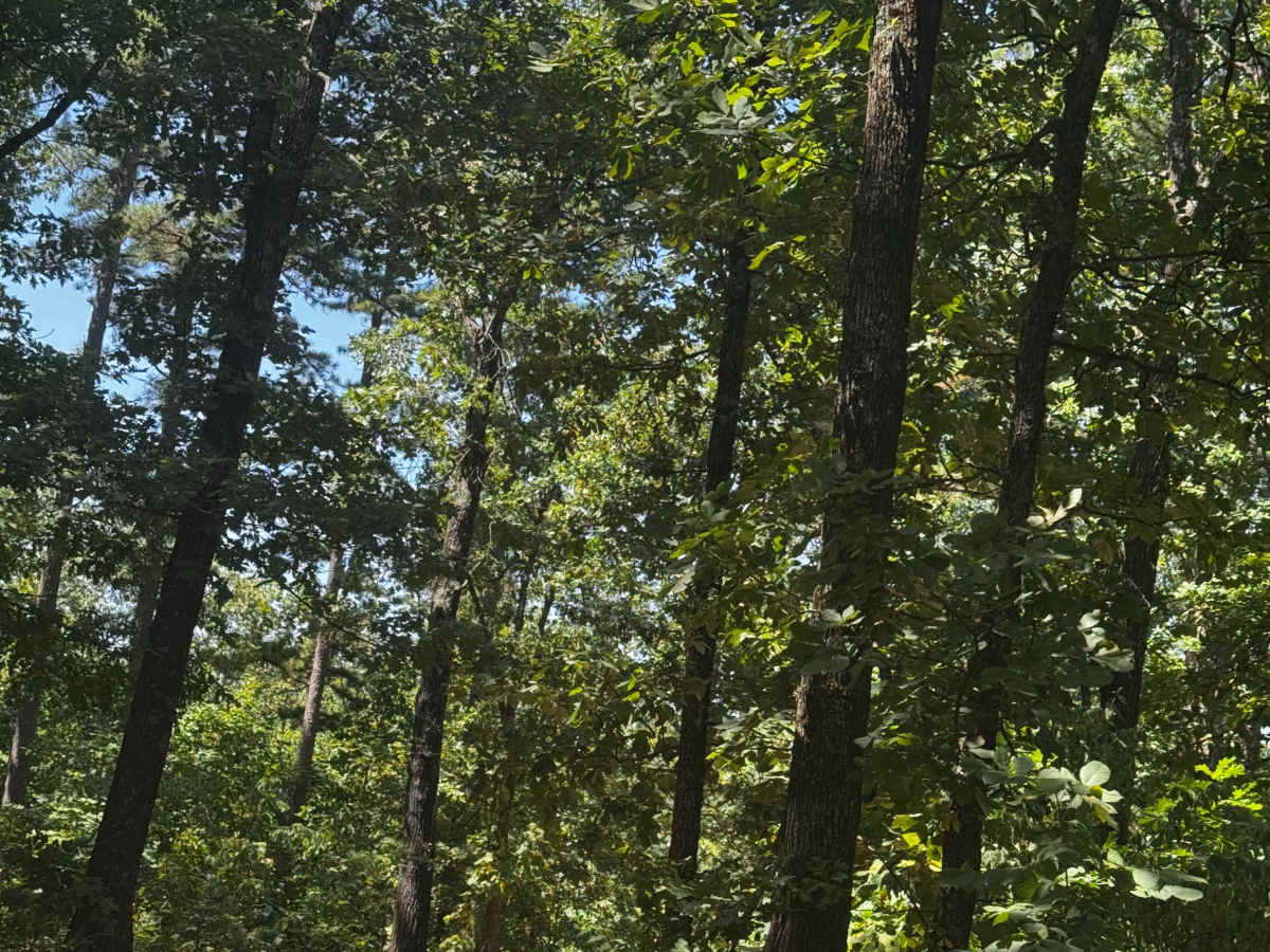 Short Cut photo 3