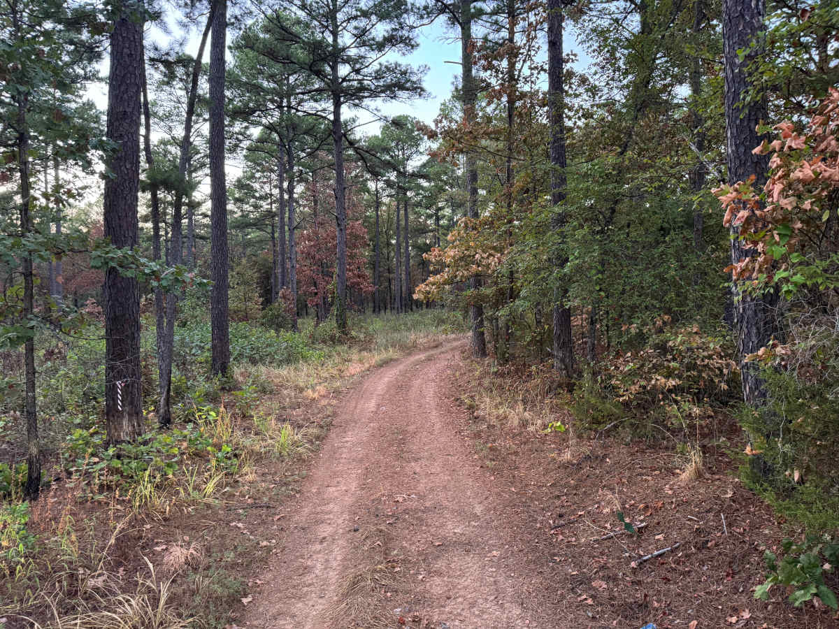 Calico Road photo 4