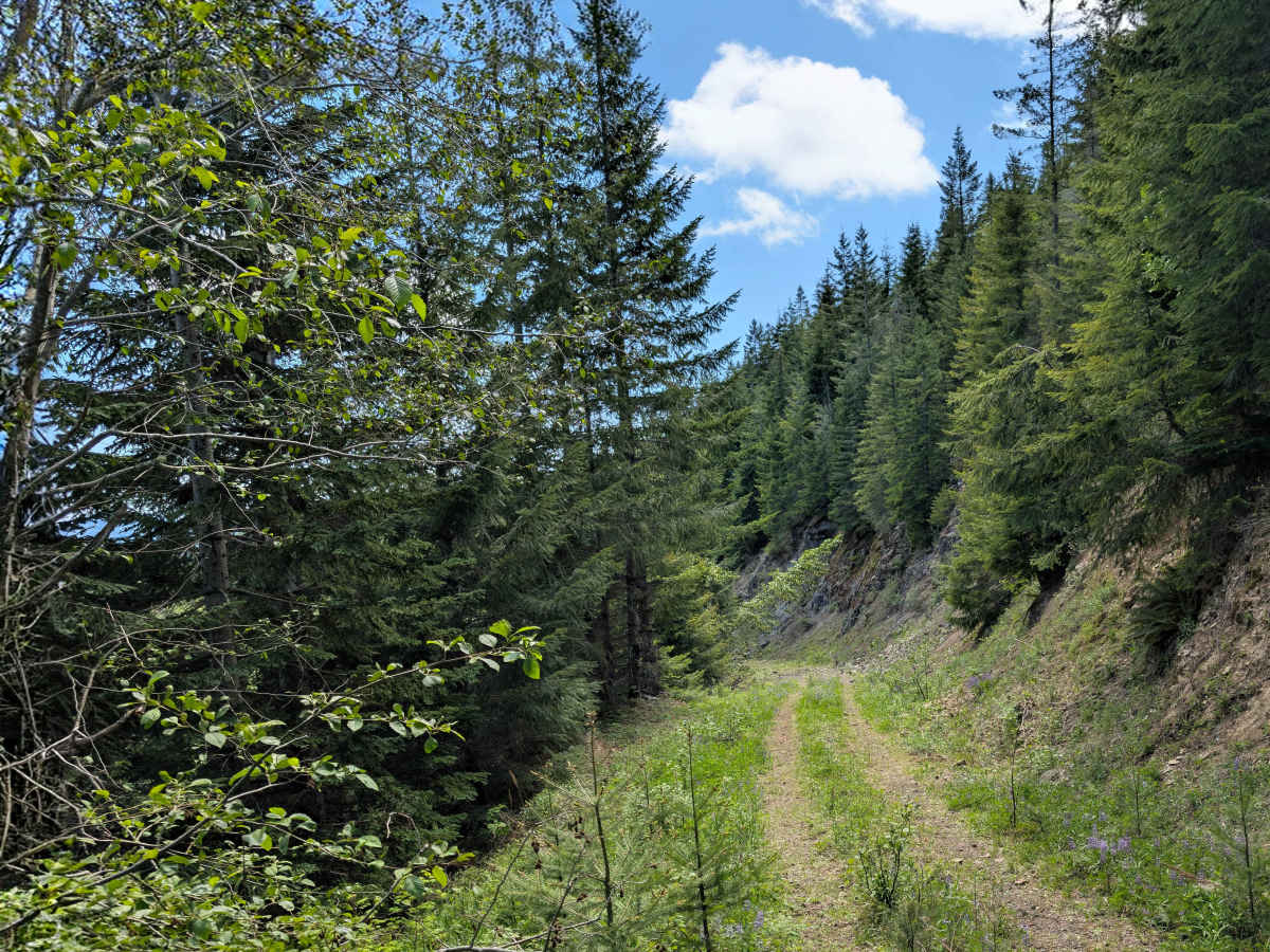 Little Creek trail photo