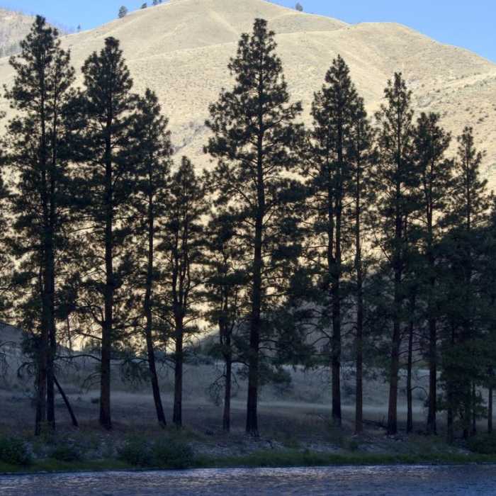 Near Middle Fork of the Salmon River Trail a Day 6