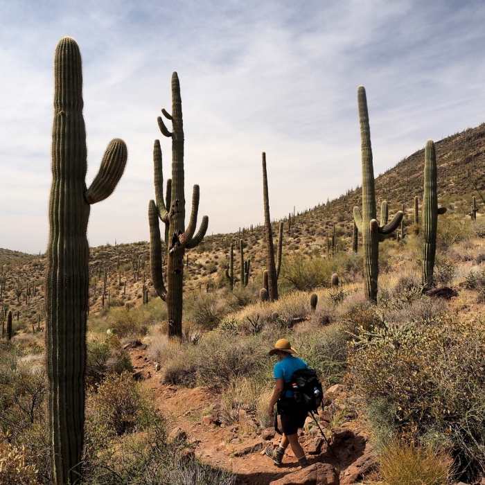 Through the saguaros on the Elephant Mountain Trail Near Elephant Mountain Trail