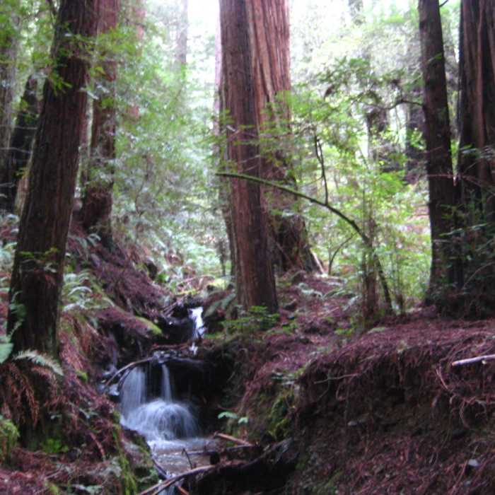 Near Steep Ravine - Matt Davis Loop