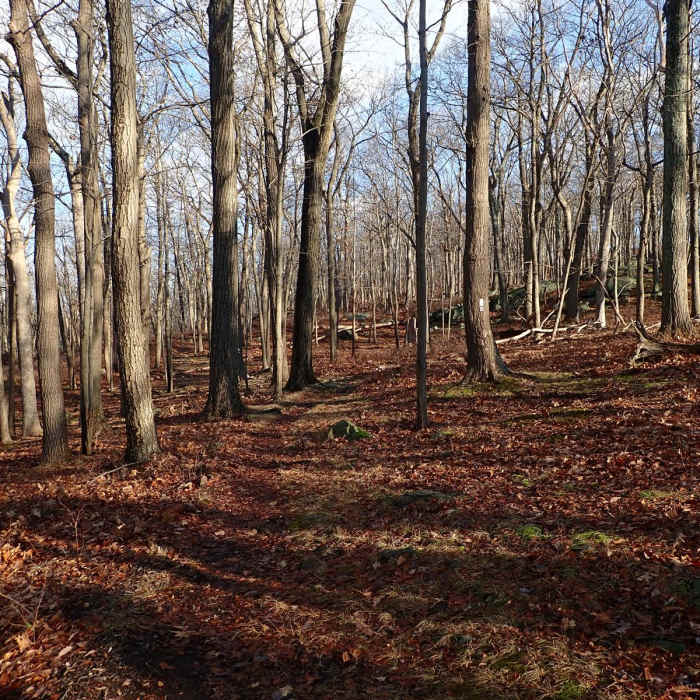Near Fingerboard Mountain Loop