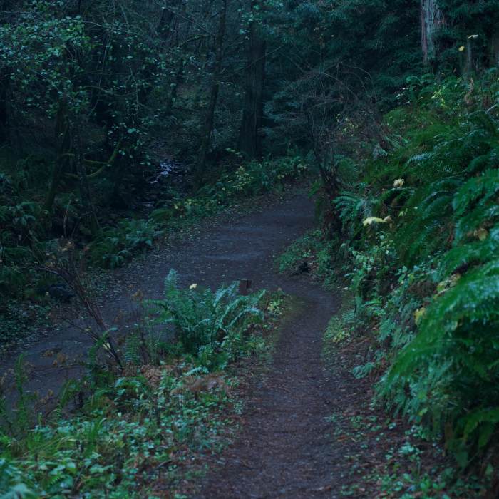 Near Bay Area Ridge Trail: Purisima Creek Redwoods Open Space Preserve