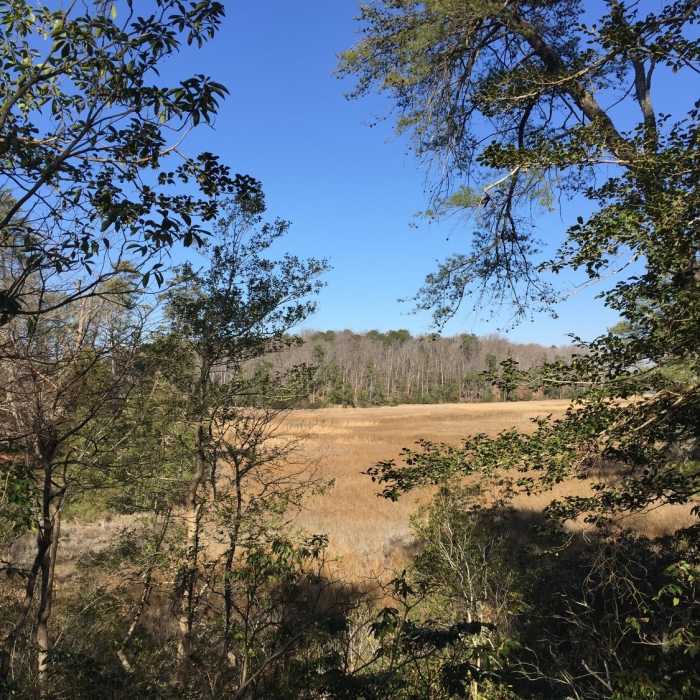 Look over your shoulder for gorgeous views of Taskinas Creek along the Taskinas Creek Trail. Near Backbone Trail