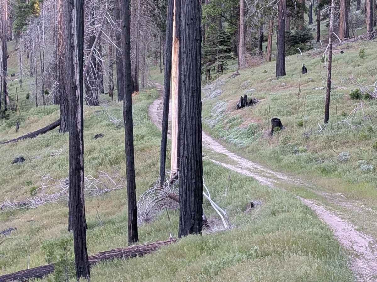 Black Mountain Saddle - FS 32E59 trail photo