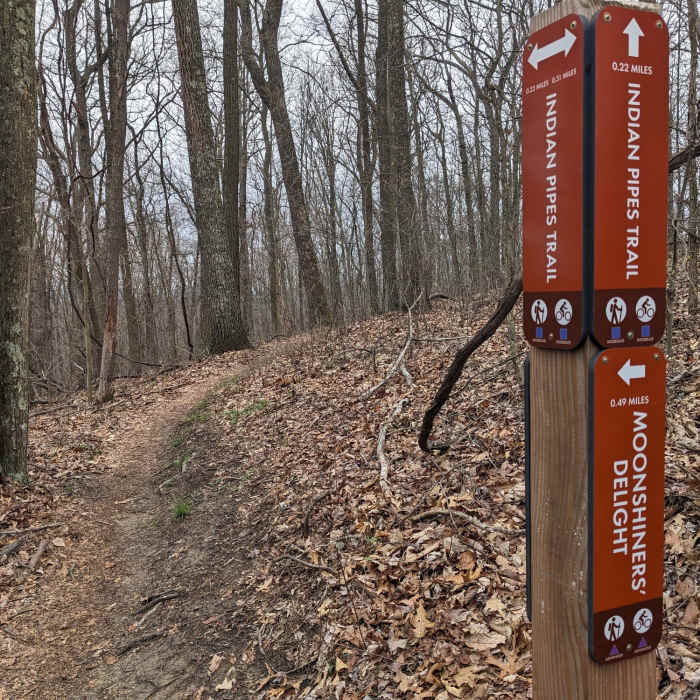 Near Indian Pipes Trail